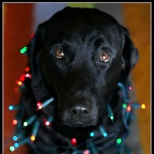 Meet your Posher, Black